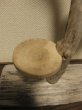画像3: 流木ディスプレイ棚013 (3)