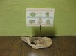 画像1: 流木フォトスタンド033 (1)