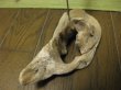 画像4: 流木フォトスタンド033 (4)