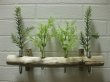 画像1: 流木葉瓶049 (1)