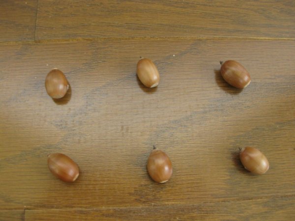 画像1: どんぐり マグネット001 (1)