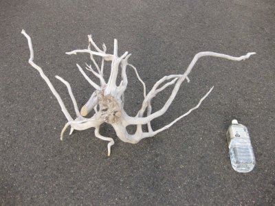 画像1: 流木_根013