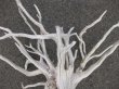 画像4: 流木_根013 (4)