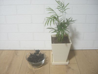 画像3: ヤシャブシの炭(20g)