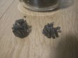 画像5: ヤシャブシの炭(20g) (5)