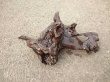 画像2: 流木　アクアリウム011 (2)