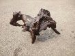 画像5: 流木　アクアリウム011 (5)
