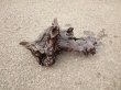 画像6: 流木　アクアリウム011 (6)