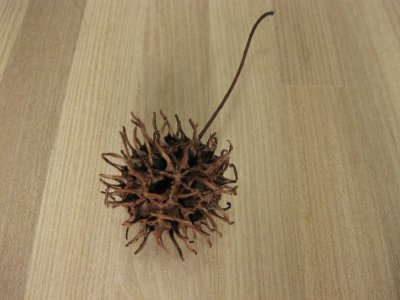 画像2: モミジバブウ １０個