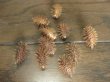 画像1: オナモミ １０個 (1)