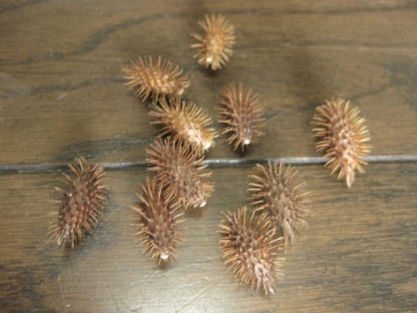画像1: オナモミ １０個 (1)