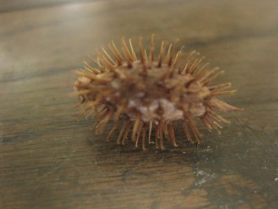 画像2: オナモミ １０個