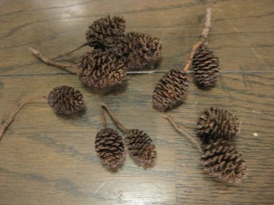 画像1: ヤシャブシ １０個