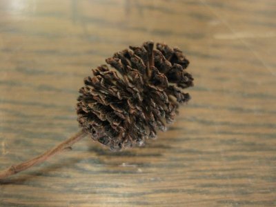 画像2: ヤシャブシ １０個