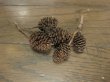 画像3: ヤシャブシ １０個 (3)