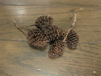 画像3: ヤシャブシ １０個