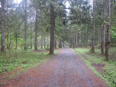 ドイツトウヒの森　１